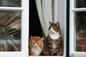 Cats Window