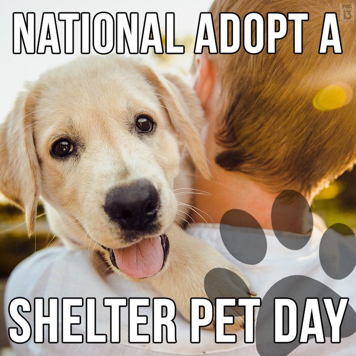 Some animals go to a shelter. Pet Shelter. Дай петс. Pet Shelter Horjul. Покажи питомца one Day.