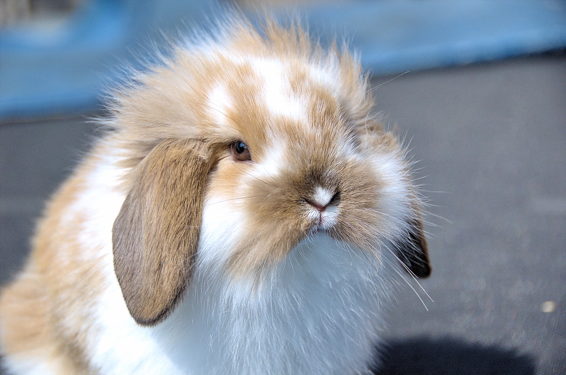 adorable lop eared bunnies